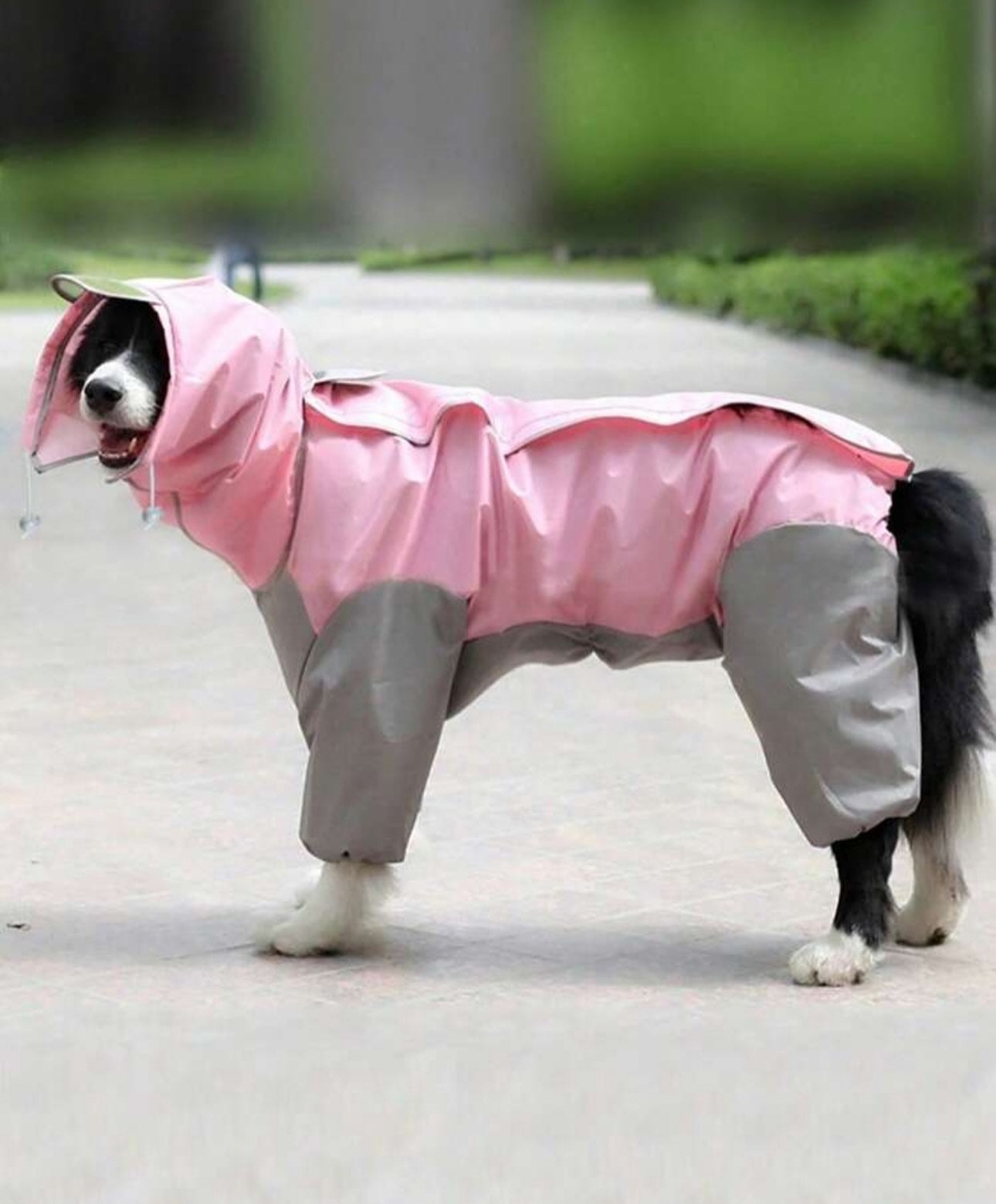 Full Coverage Raincoat for Big Dogs