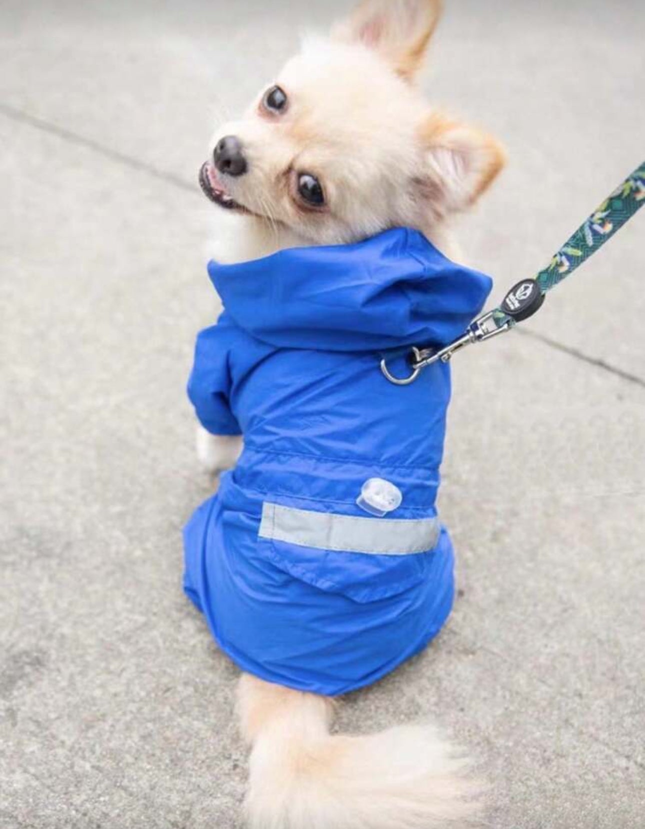Protective Raincoat For small Dogs