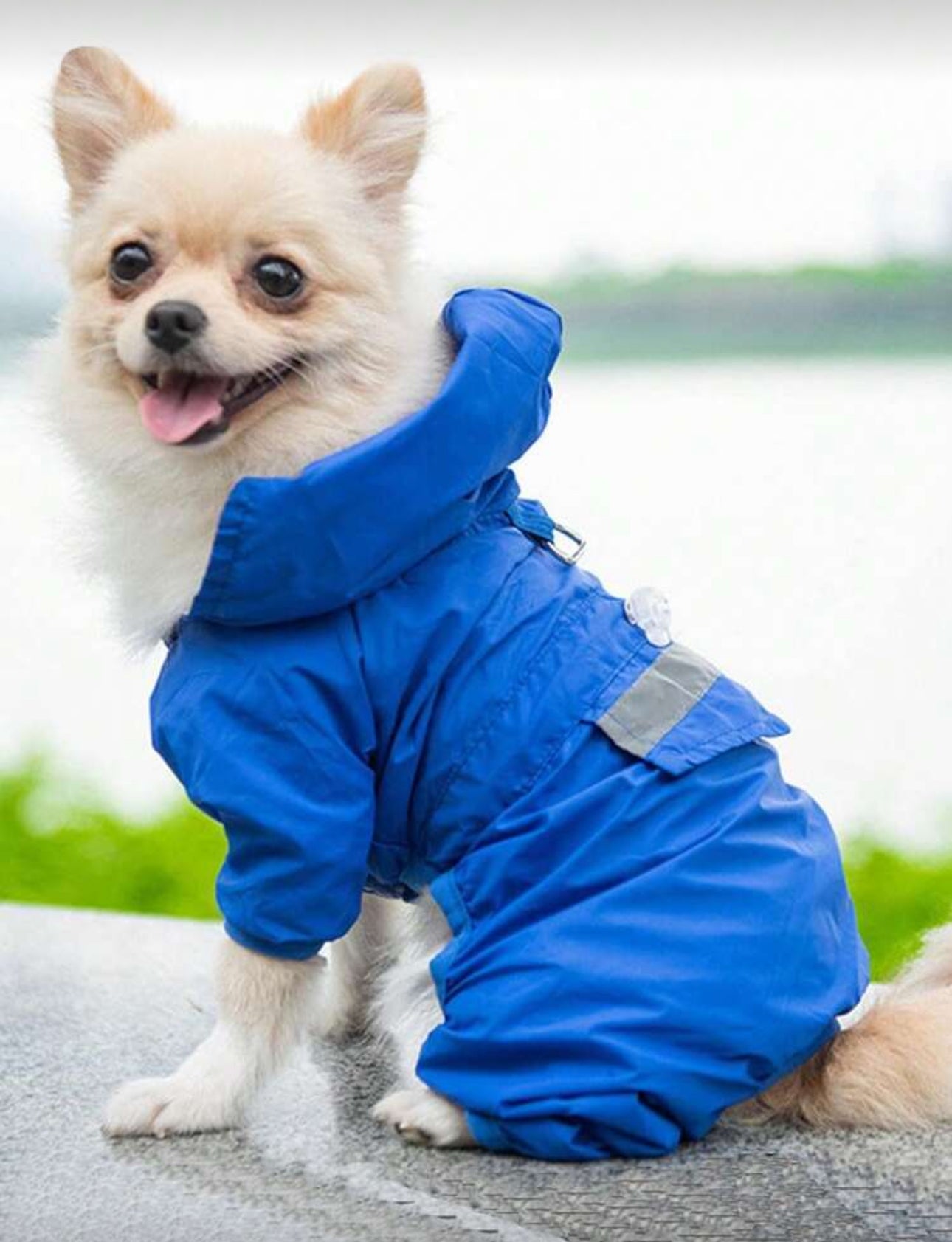 Protective Raincoat For small Dogs