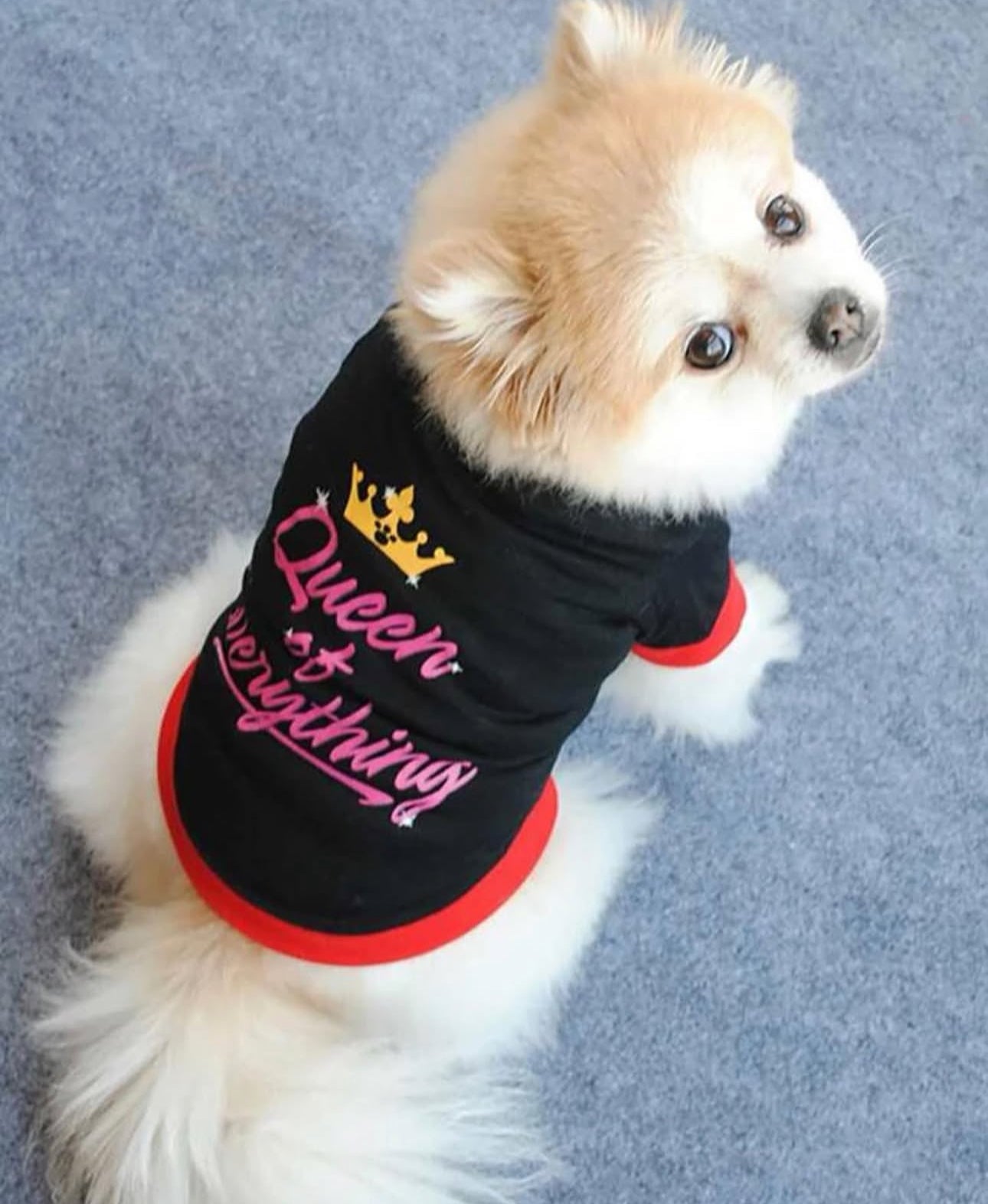 Pet Shirt – Stylish