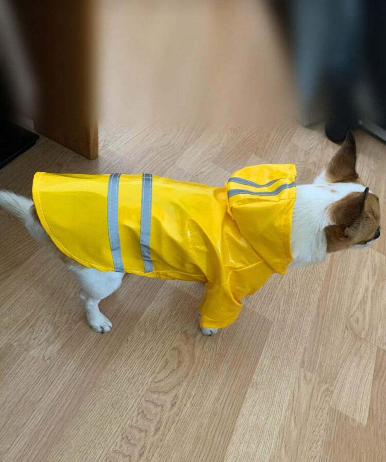 Pu Reflective Strip Dog Raincoat-Yellow