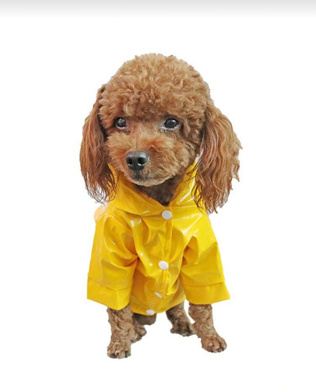 Pu Reflective Strip Dog Raincoat-Yellow