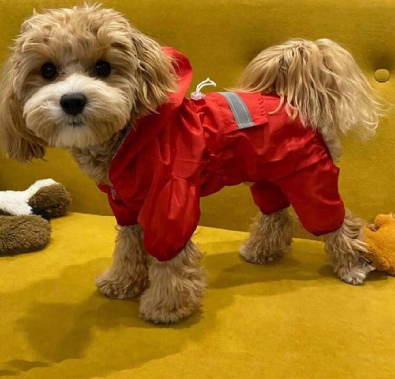 Protective Red Raincoat For small Dogs